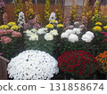 Chrysanthemum festival 131858674