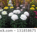 Chrysanthemum festival 131858675
