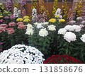 Chrysanthemum festival 131858676