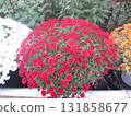 Chrysanthemum festival 131858677