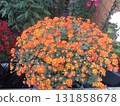 Chrysanthemum festival 131858678