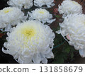 Chrysanthemum festival 131858679