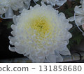 Chrysanthemum festival 131858680
