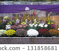Chrysanthemum festival 131858681
