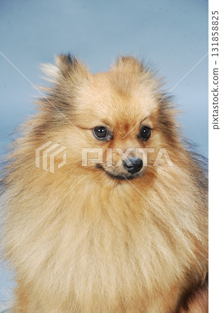 Brown Pomeranian dog in a studio Brown Pomeranian dog in a studio 131858825