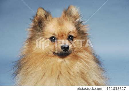 Brown Pomeranian dog in a studio Brown Pomeranian dog in a studio 131858827