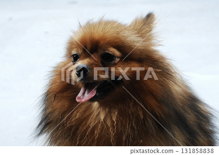 Brown Pomeranian dog in a studio 131858838