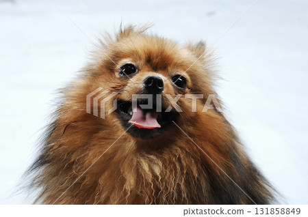 Brown Pomeranian dog in a studio Brown Pomeranian dog in a studio 131858849