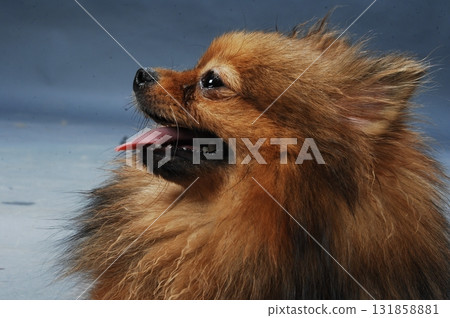 Brown Pomeranian dog in a studio Brown Pomeranian dog in a studio 131858881