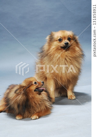 Brown Pomeranian dog in a studio 131858911