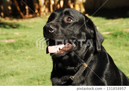 Black Labrador Pet Dog 131858957
