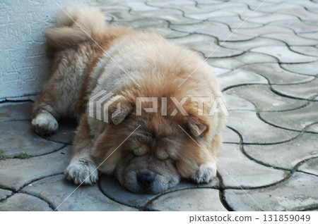 Puffy Lion Dog in the House Puffy Lion Dog in the House 131859049
