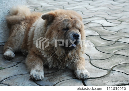 Puffy Lion Dog in the House Puffy Lion Dog in the House 131859050