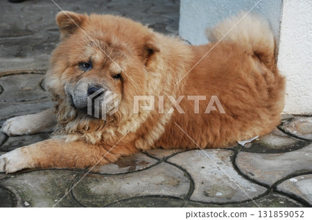 Puffy Lion Dog in the House Puffy Lion Dog in the House 131859052