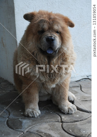 Puffy Lion Dog in the House Puffy Lion Dog in the House 131859054
