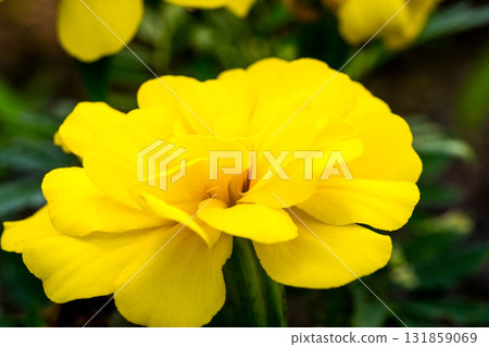 Close-up sun flower 131859069