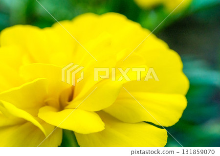 Close-up sun flower 131859070