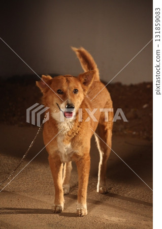 Closeup of a Pet Dog Closeup of a Pet Dog 131859083