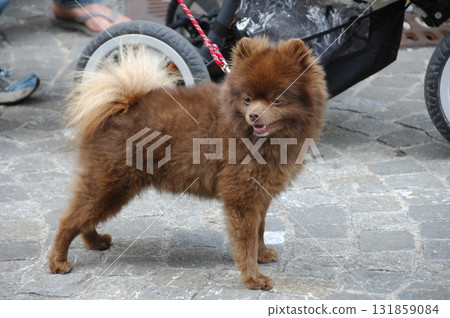 Closeup of a Pet Dog 131859084