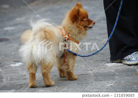 Closeup of a Pet Dog 131859085