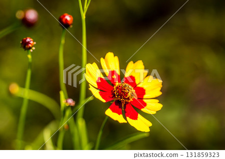 Midsummer's Small World 131859323
