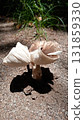 mushroom  131859330