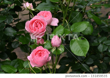 Guy de Maupassant 131859535