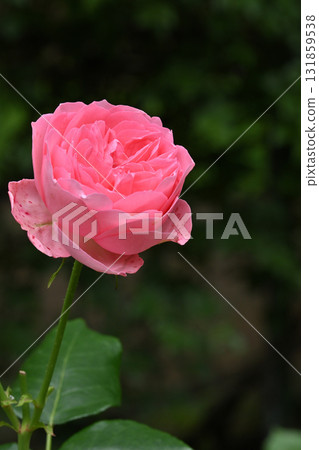 莫泊桑 莫泊桑 131859538