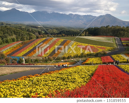 Brilliant flower garden 131859555