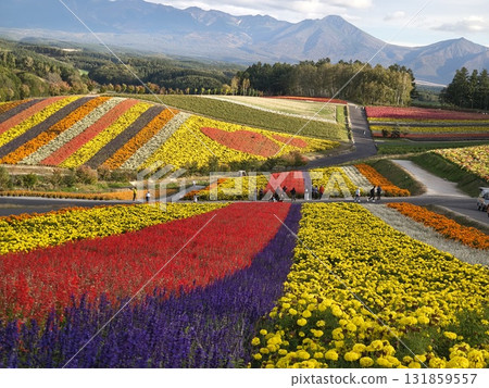 Brilliant flower garden Brilliant flower garden 131859557