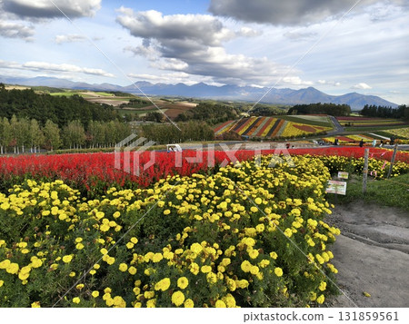 Brilliant flower garden 131859561