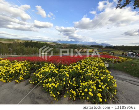 Brilliant flower garden Brilliant flower garden 131859562