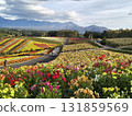 Brilliant flower garden 131859569