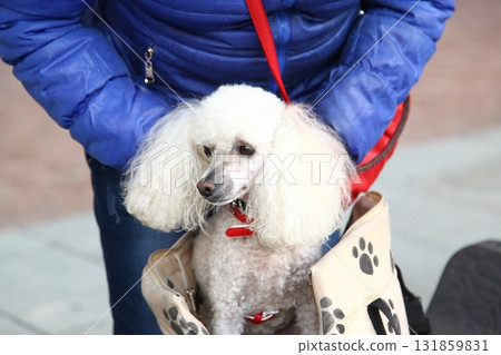 Pet Dog on a road 131859831