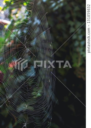 Spider web in morning light. Autumn landscape. Cobweb in garden with ivy. Spider web in grass. Autumn landscape. Natural pattern. Nature in details. Wild life concept. Beauty in nature. 131859832