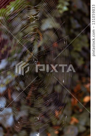 Spider web in morning light. Autumn landscape. Cobweb in garden with ivy. Spider web in grass. Autumn landscape. Natural pattern. Nature in details. Wild life concept. Beauty in nature. 131859833