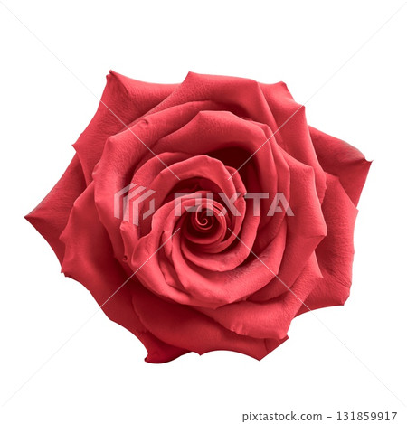 Close view of vibrant red roses isolated on a clean white background, perfect for expressing love, admiration, or appreciation on various occasions throughout the year. Close view of vibrant red roses isolated on a clean white background, perfect for expressing love, admiration, or appreciation on various occasions throughout the year. 131859917