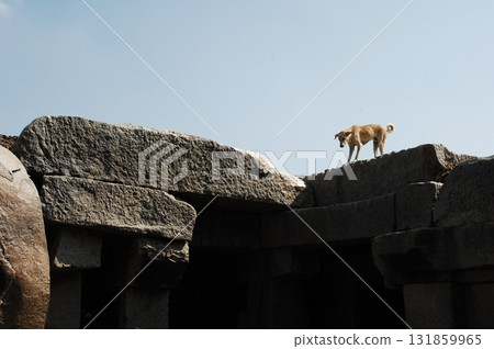 Street Dog at rural area Street Dog at rural area 131859965
