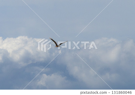 A black kite gracefully flies over the blue sky and near the fishing port A black kite gracefully flies over the blue sky and near the fishing port 131860046