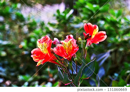 Brightly colored alstroemeria flowers (autumn, October) Brightly colored alstroemeria flowers (autumn, October) 131860669