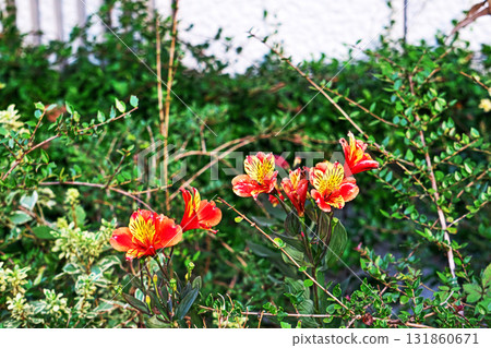 Brightly colored alstroemeria flowers (autumn, October) Brightly colored alstroemeria flowers (autumn, October) 131860671