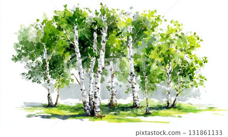 Group of fully visible birch trees with lush green foliage against plain white backdrop 131861133