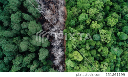 Overhead aerial view of forest divided by lush green vegetation and charred blackened burned woodland in stark symbolic contrast 131861199