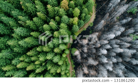 Overhead drone view of forest split into lush green and charred burned sides 131861200