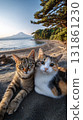 Two cats with tabby and calico fur patterns relaxing together on sunlit sandy beach near calm sea 131861230