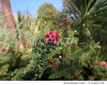 Grevillea at Harbor View Park 131861280