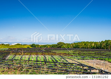 Tea fields spreading along the Kizu River riverbed, Yawata City, Kyoto Prefecture Tea fields spreading along the Kizu River riverbed, Yawata City, Kyoto Prefecture 131861282