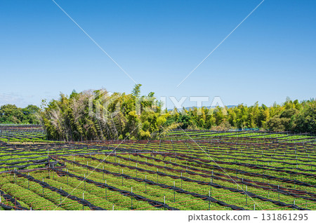 京都府八幡市木津川河床沿岸的茶田 131861295