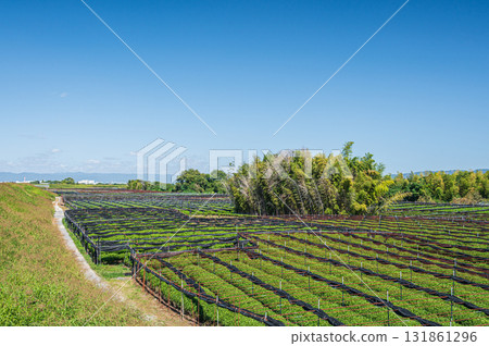 Tea fields spreading along the Kizu River riverbed, Yawata City, Kyoto Prefecture Tea fields spreading along the Kizu River riverbed, Yawata City, Kyoto Prefecture 131861296