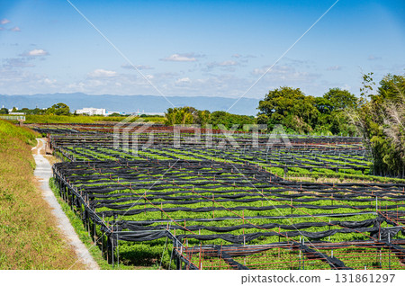 京都府八幡市木津川河床沿岸的茶田 京都府八幡市木津川河床沿岸的茶田 131861297
